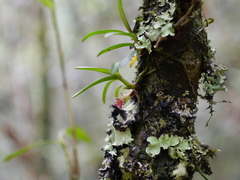 Epidendrum rhodovandoides
