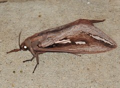 Abantiades labyrinthicus