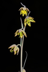 Fritillaria viridea