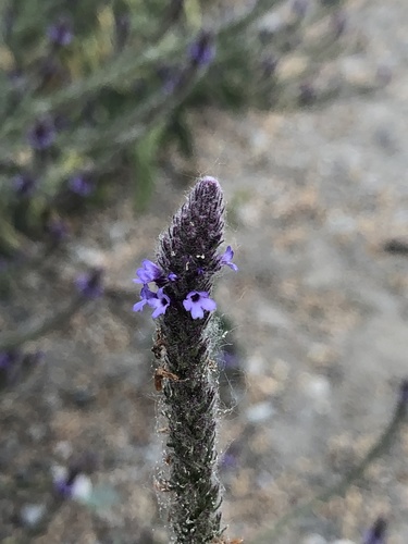 iNaturalist observation photo of western vervain