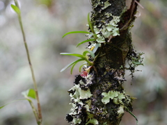 Epidendrum rhodovandoides