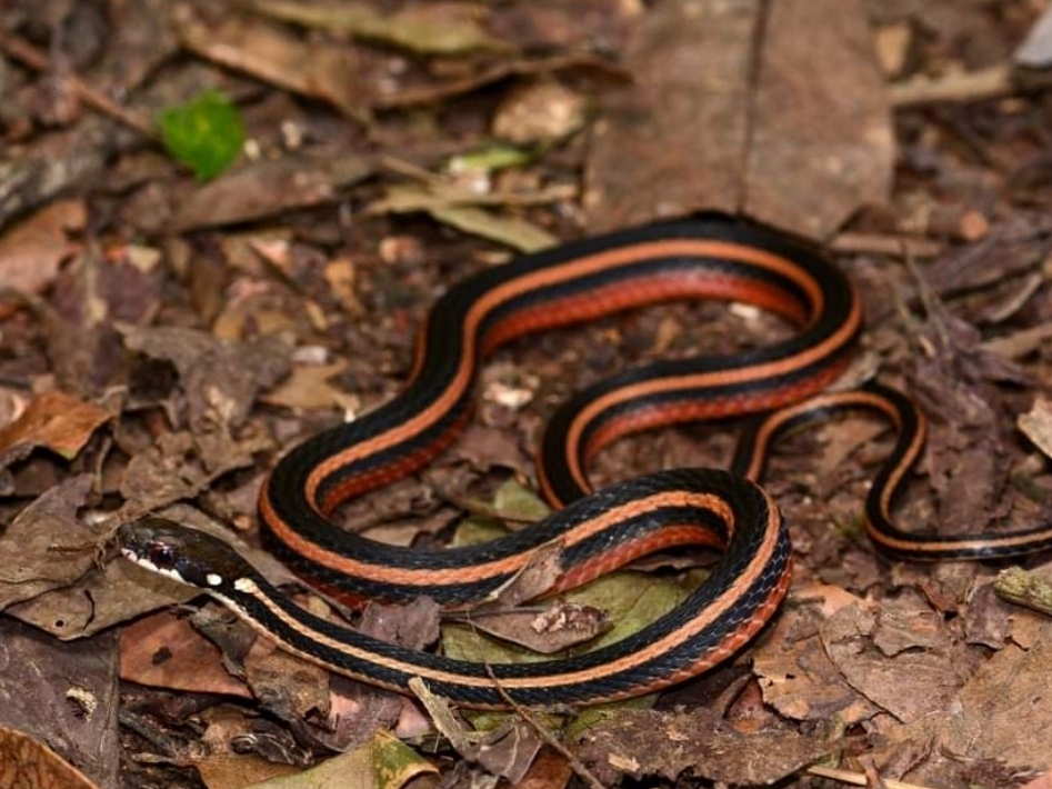 Maki's Keelback