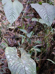 Anthurium yarumalense