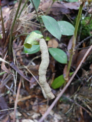 Anthurium yarumalense