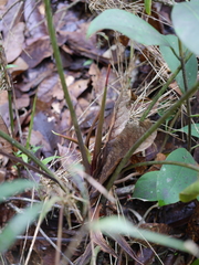 Anthurium yarumalense