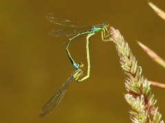 Enallagma antennatum