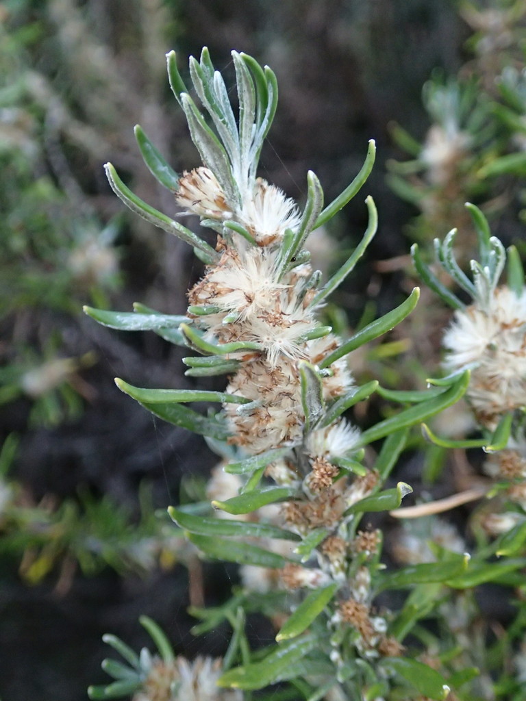 Coastal Daisy-Bush