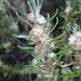 Olearia axillaris - Photo (c) Helen Schofield,  זכויות יוצרים חלקיות (CC BY-NC), הועלה על ידי Helen Schofield