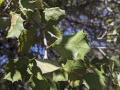 Quercus palmeri