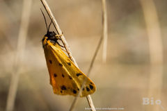 Setina aurita