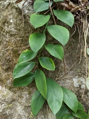 Rhaphidophora hongkongensis