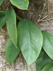 Rhaphidophora hongkongensis