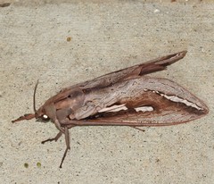 Abantiades labyrinthicus