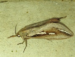 Abantiades labyrinthicus