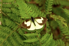 Leptophobia