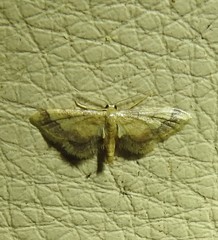 Idaea trypheropa