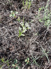 Valerianella amarella