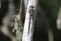 Aeshna canadensis