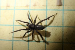 Drassyllus insularis