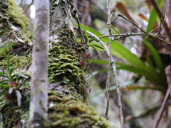 Epidendrum rhodovandoides