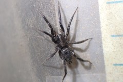 Drassyllus insularis