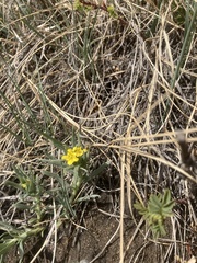 Lithospermum incisum