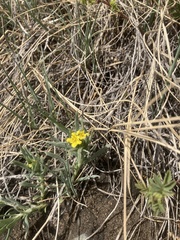 Lithospermum incisum