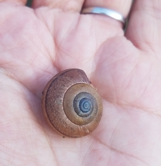 Helminthoglypta contracostae