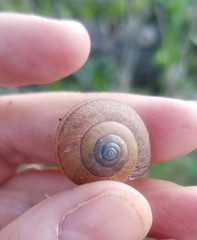 Helminthoglypta contracostae