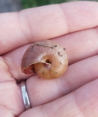 Helminthoglypta contracostae