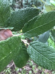 Pomaderris apetala maritima