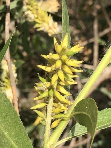 iNaturalist observation photo of Pacific Willow