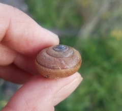 Helminthoglypta contracostae