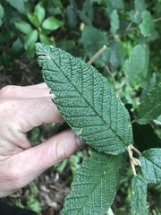 Pomaderris apetala maritima