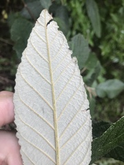 Pomaderris apetala maritima