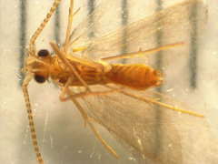 Conoesucidae