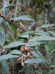 Cavendishia pubescens