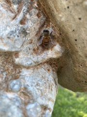 Apis mellifera