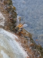 Apis mellifera