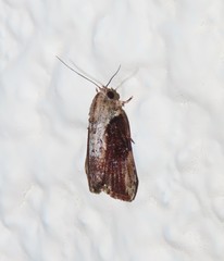 Etanna breviuscula