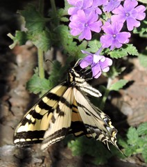 Papilio rutulus