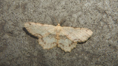 Microcalicha invenustaria