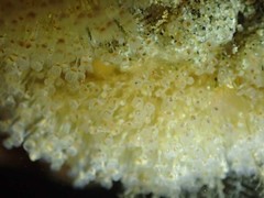 Entoprocta