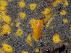 Polymastia pachymastia