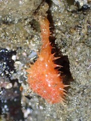 Boltenia villosa