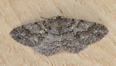 Melanolophia imitata