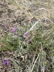 Astragalus missouriensis
