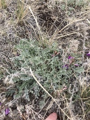 Astragalus missouriensis