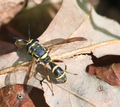 Sphiximorpha willistoni