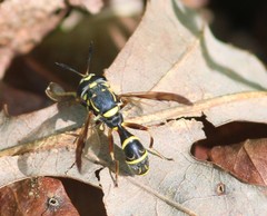 Sphiximorpha willistoni